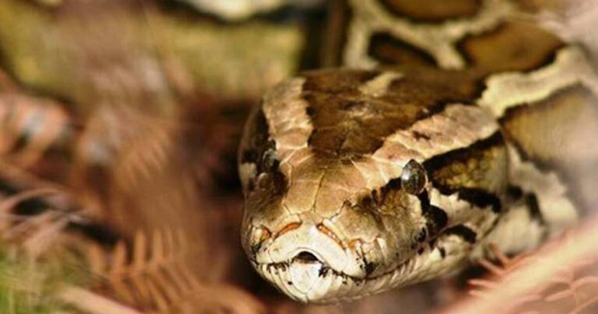 Florida Python Challenge returns in July with $25,000 in prizes for Everglades hunt