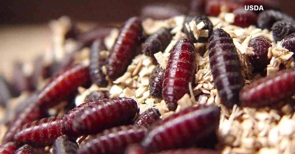 Florida bans shelter animal imports from Texas and New Mexico over flesh-eating screwworm