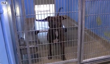 Animal cruelty registry: Federal bill mimics Florida law