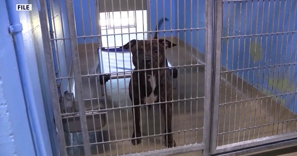 Animal cruelty registry: Federal bill mimics Florida law