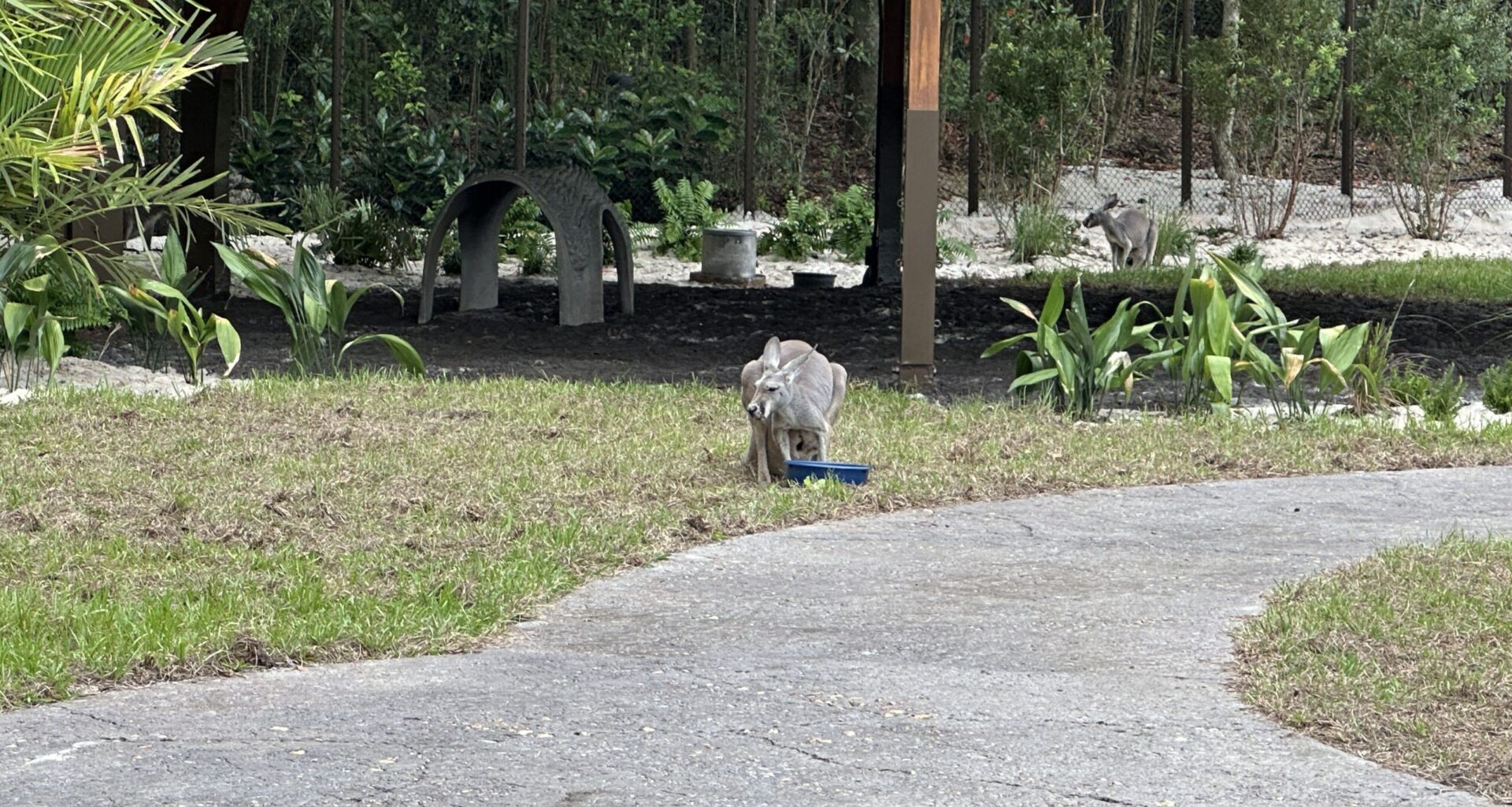 WDWNT has confirmed the kangaroo residents of Jumping Junction, a new walkthrough experience in Disney