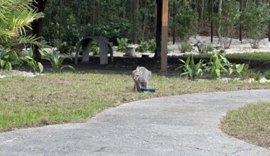 WDWNT has confirmed the kangaroo residents of Jumping Junction, a new walkthrough experience in Disney