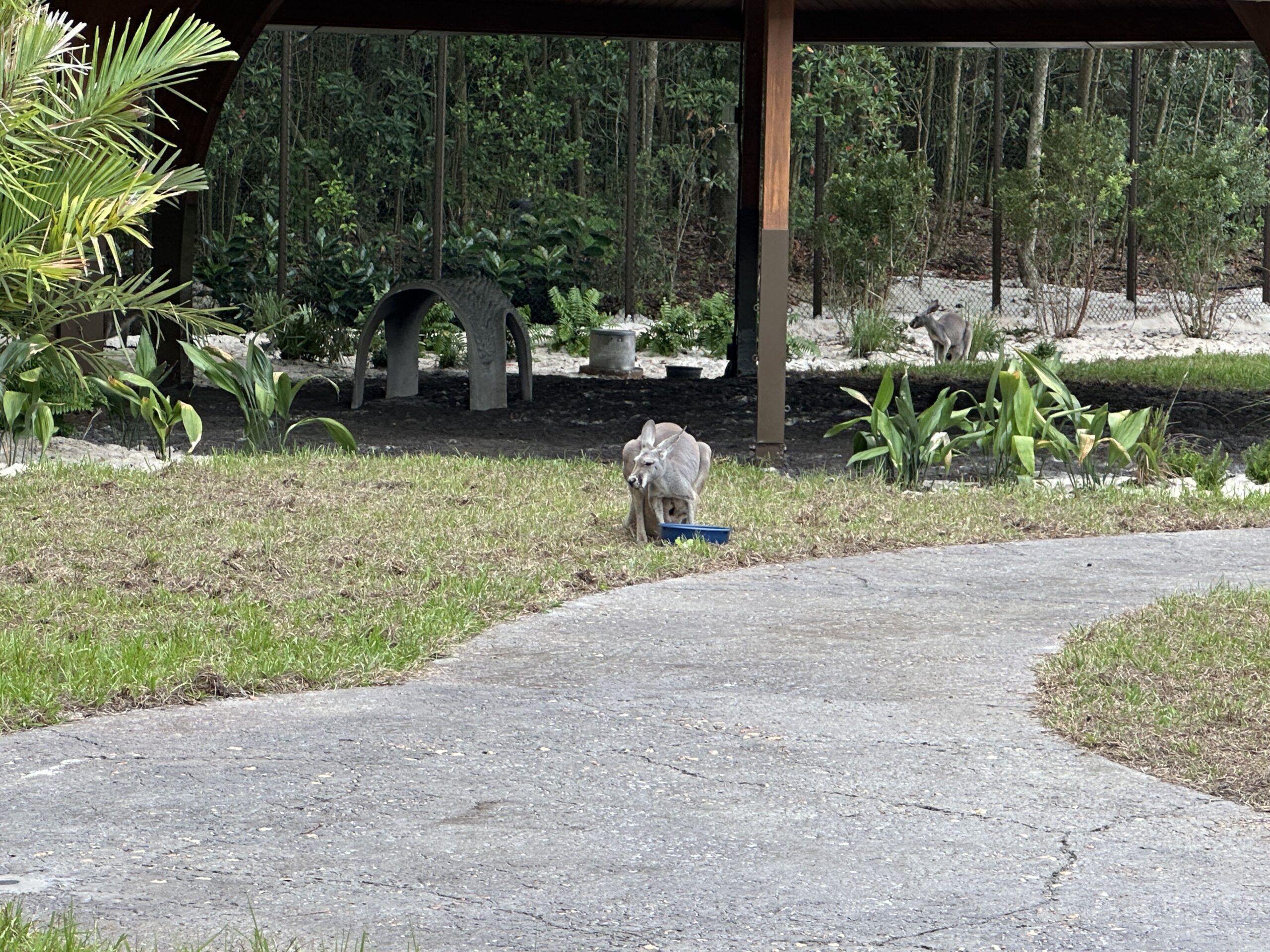 WDWNT has confirmed the kangaroo residents of Jumping Junction, a new walkthrough experience in Disney's Animal Kingdom, are different from the existing kangaroos at Discovery Island.