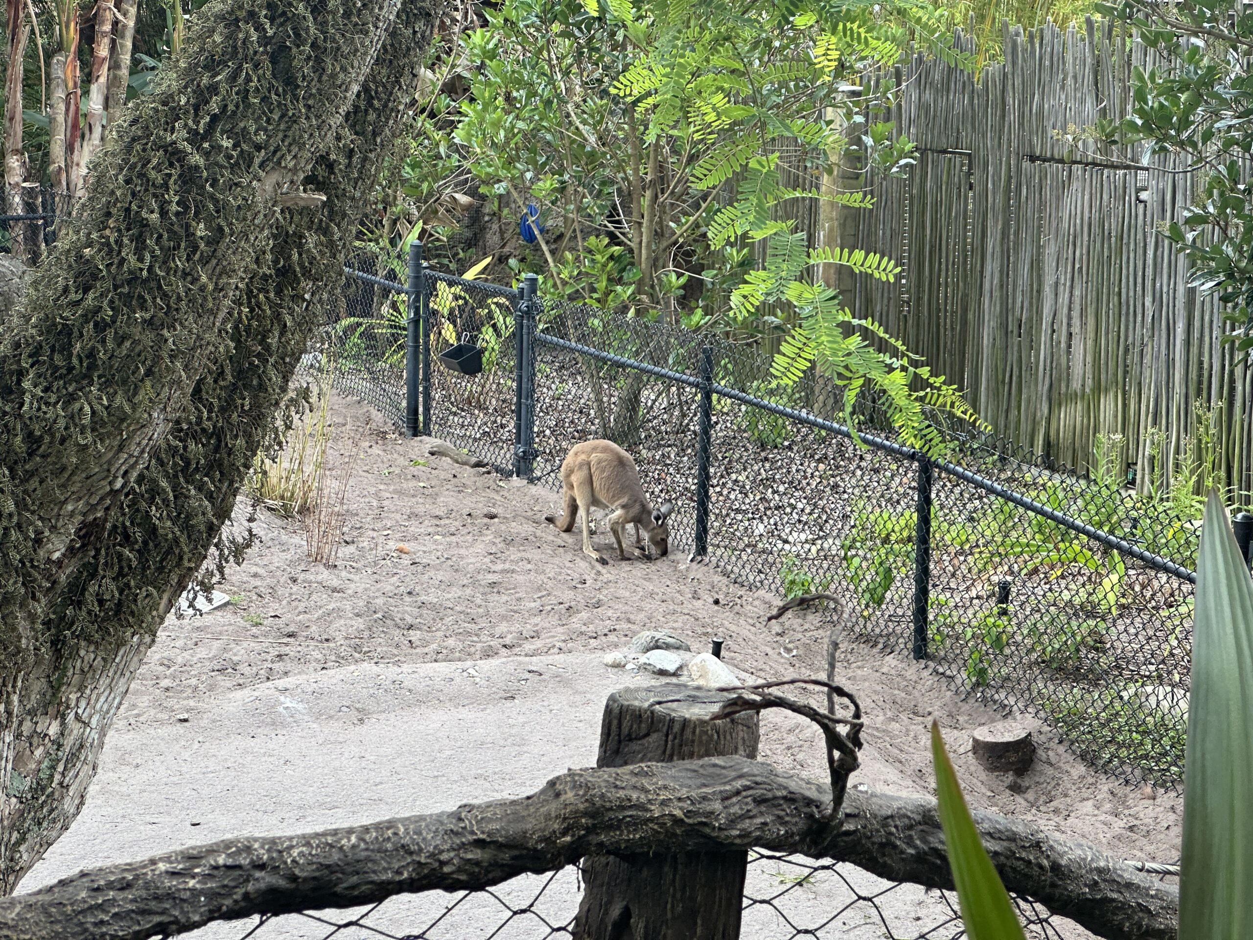 WDWNT has confirmed the kangaroo residents of Jumping Junction, a new walkthrough experience in Disney's Animal Kingdom, are different from the existing kangaroos at Discovery Island.