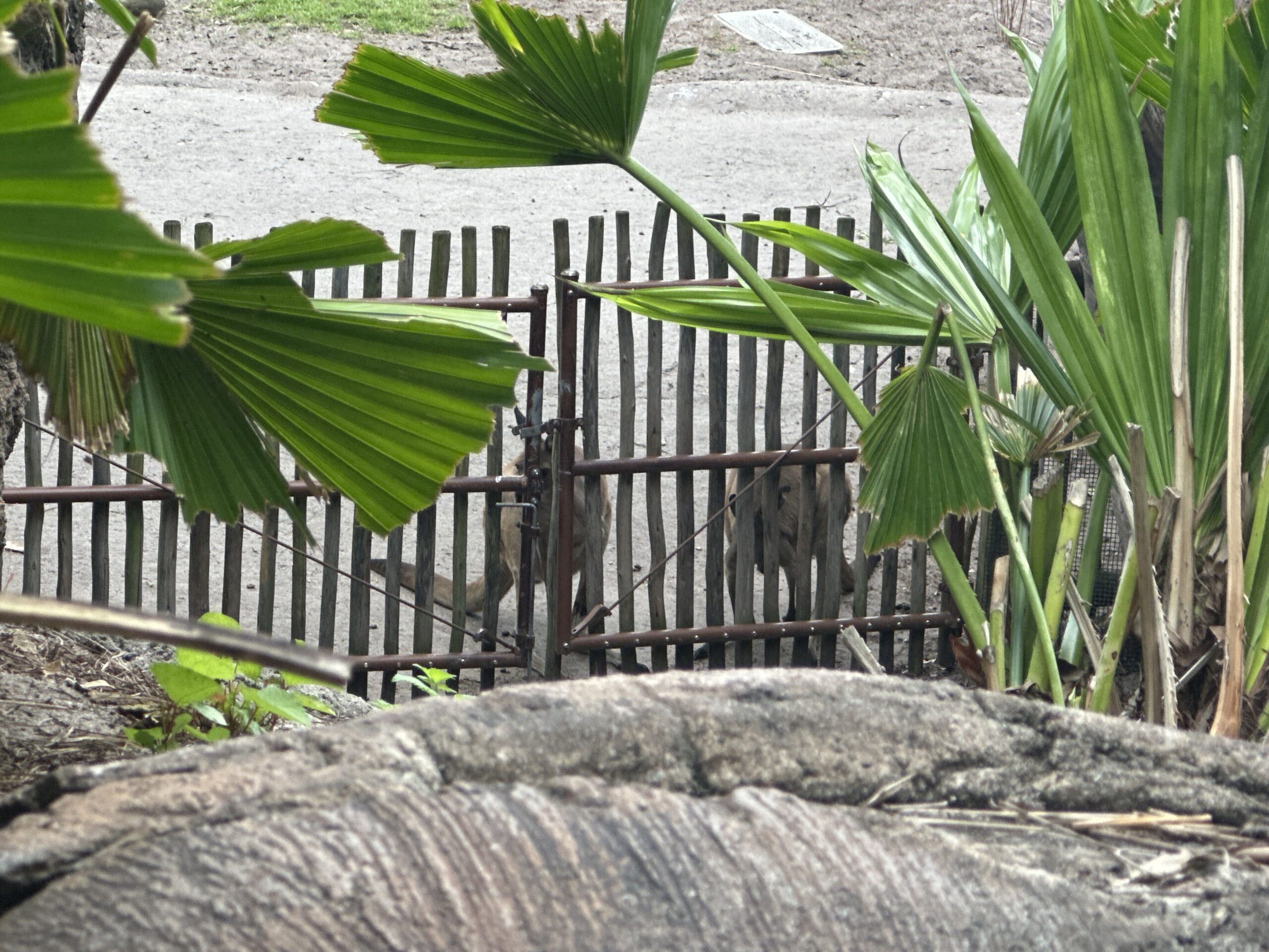 WDWNT has confirmed the kangaroo residents of Jumping Junction, a new walkthrough experience in Disney's Animal Kingdom, are different from the existing kangaroos at Discovery Island.