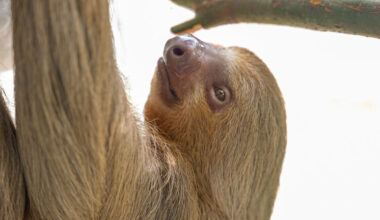 Another rescue from Sloth World dies during rehabilitation, Central Florida Zoo says – Orlando Sentinel