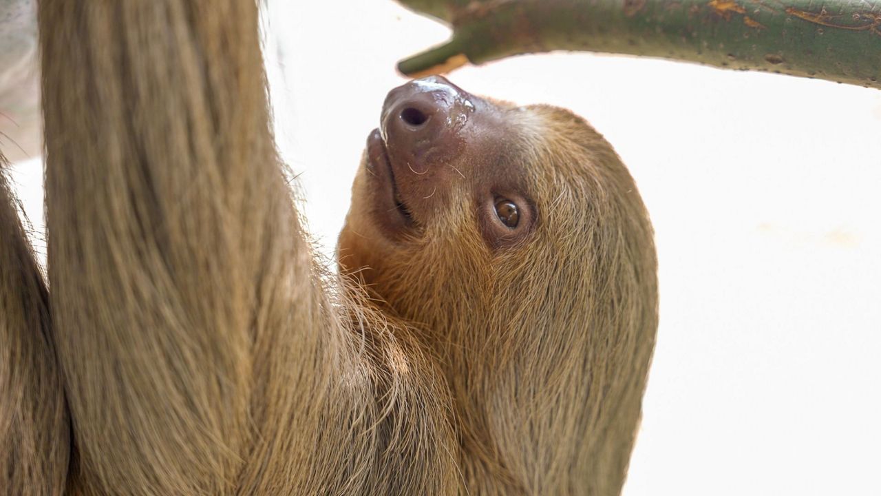 Willow was humanely euthanized after consultation with experts through the Association of Zoos and Aquariums to prevent further suffering because of declining health, Central Florida Zoo officials said. (Courtesy of Central Florida Zoo)