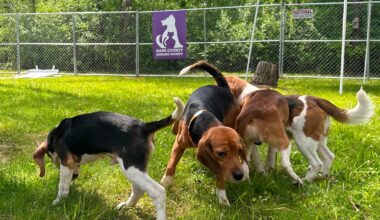 Wisconsin beagle farm closing, hundreds of dogs to be sent to Florida rescue group