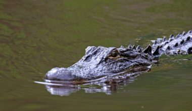 ‘Incredibly tragic’: FWC identifies woman killed by alligator in Florida river