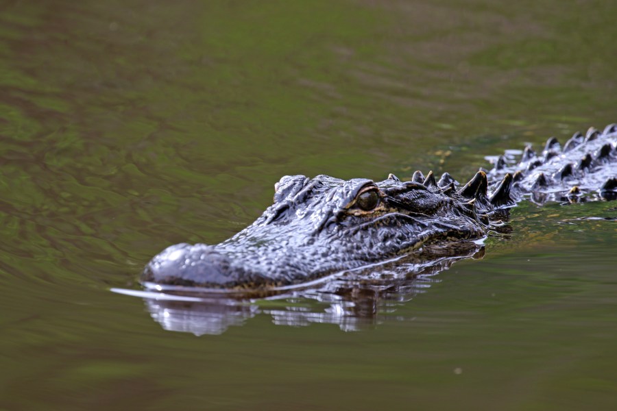 ‘Incredibly tragic’: FWC identifies woman killed by alligator in Florida river