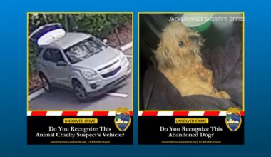 Jacksonville police searching for owner of abandoned dog found 'extremely malnourished'
