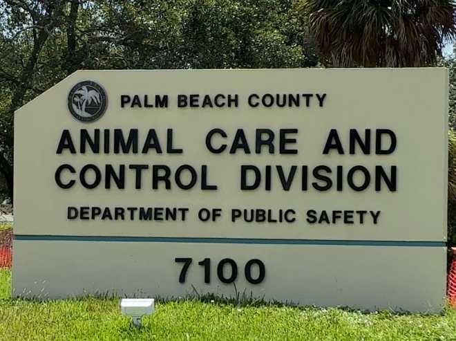 Veterinarians warn of deadly cat virus spreading beyond kittens veterinarians warn of deadly cat virus spreading beyond kittens