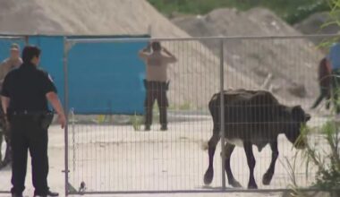 Miami-Dade deputies rangle heard of loose cows behind strip mall