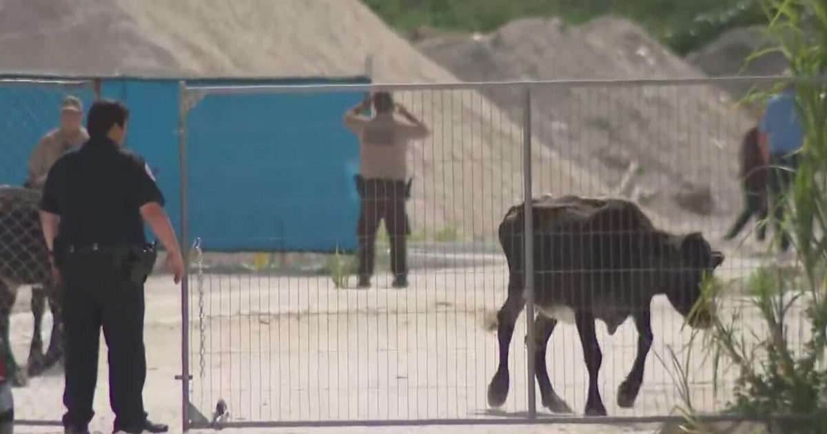 Miami-Dade deputies rangle heard of loose cows behind strip mall