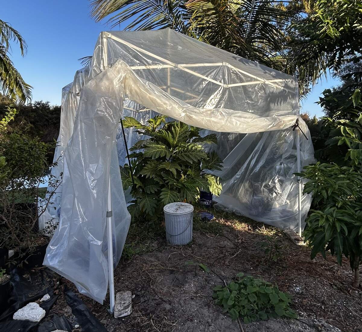 Matthew Rowlings, a tropical tree consultant with ‘Tropical Tree Guide’ claims he has the northernmost tree. He pitched a tent around the tree and then covered it with additional layers of black tarp. Water in the aluminum bucket was heated to 200 degrees to create a warmer micro-climate around the tree.