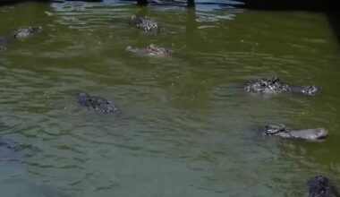 Florida alligator attacks raise questions about safety & what happens after they strike