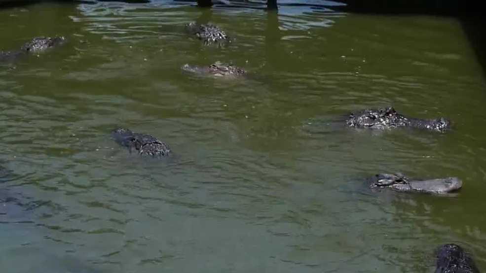 Florida alligator attacks raise questions about safety & what happens after they strike
