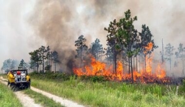 "A previous prescribed fire at Hal Scott helps reduce fuels and support healthy, fire-dependent habitats," stated St. Johns River Water Management District. (Photo courtesy of St. Johns River Water Management District)
