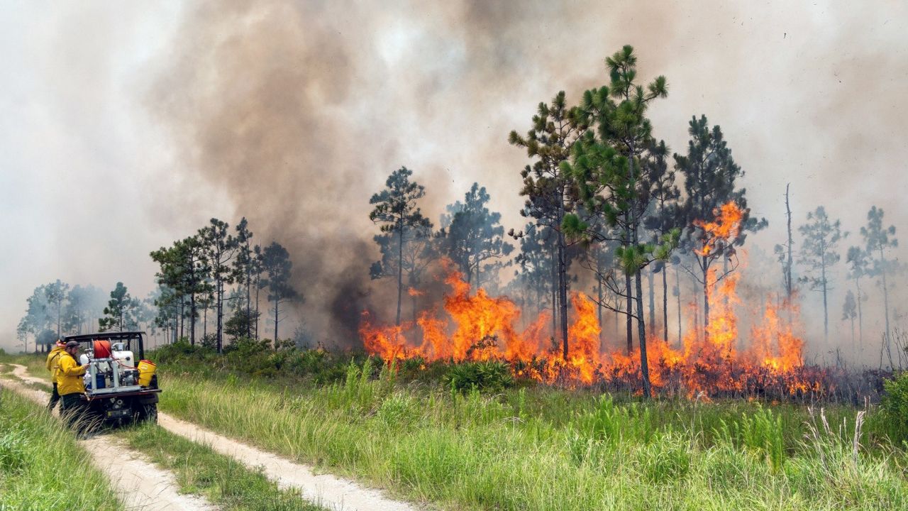 "A previous prescribed fire at Hal Scott helps reduce fuels and support healthy, fire-dependent habitats," stated St. Johns River Water Management District. (Photo courtesy of St. Johns River Water Management District)