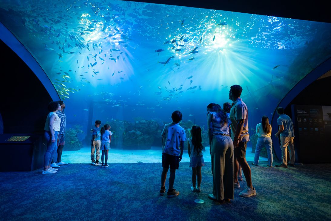 The Mote Science Education Aquarium is one of the region's newest attractions and it reflects the centrality of the coastal ecosystem to Sarasota's identity.