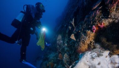 Antarctic sea squirt could be tool in fight against melanoma