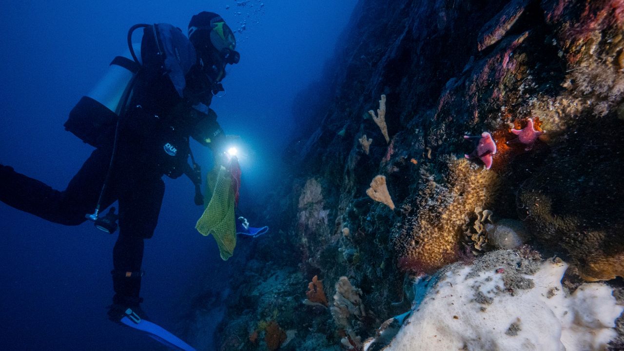 Antarctic sea squirt could be tool in fight against melanoma