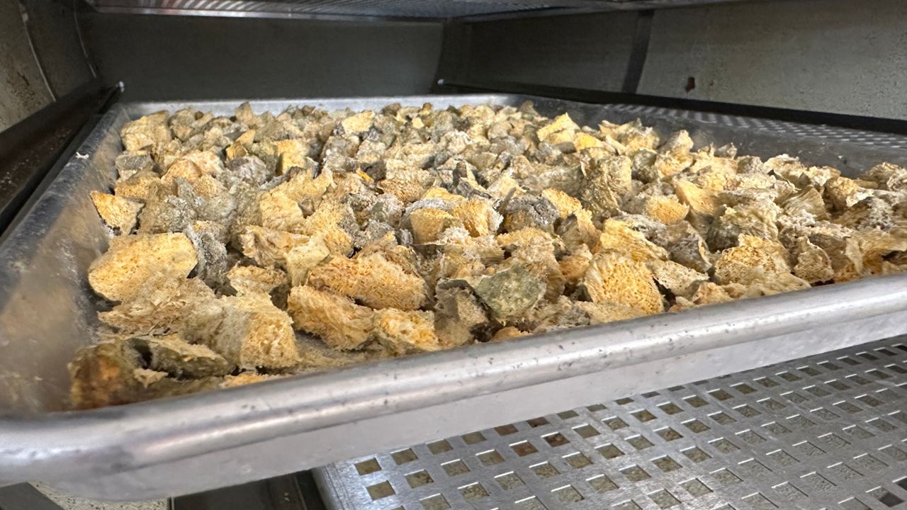 The squirts are preserved in a freezer at a USF lab. (Spectrum News/Sarah Blazonis)
