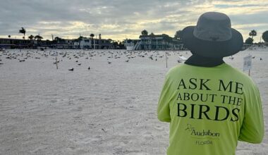 Sharing the shore with our feathered friends