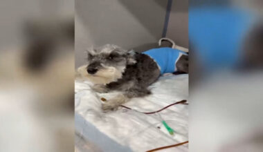 Family demands action after video captures dog attack in Hialeah, leaving family dog severely injured - WSVN 7News | Miami News, Weather, Sports