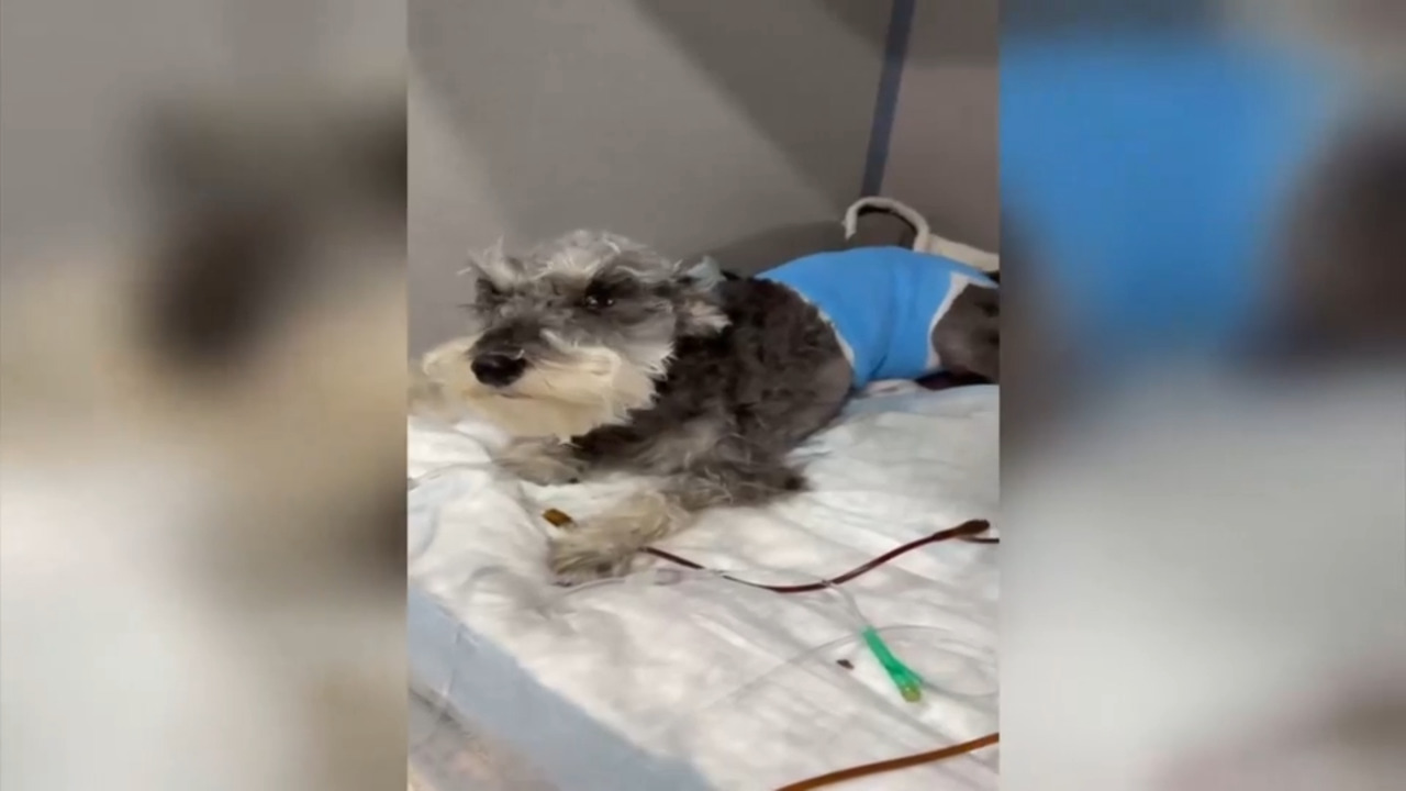 Family demands action after video captures dog attack in Hialeah, leaving family dog severely injured - WSVN 7News | Miami News, Weather, Sports