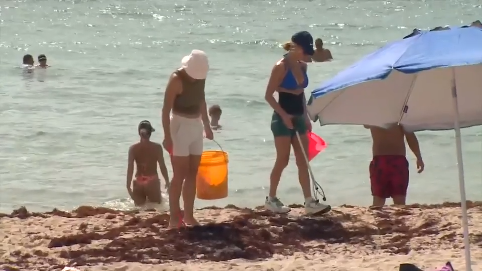 Surfrider Foundation leads beach cleanup effort in Miami Beach to tackle pollution post-Independence Day - WSVN 7News | Miami News, Weather, Sports