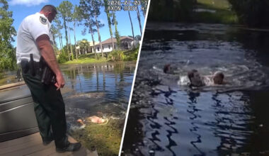 Video shows man attack Florida deputies in snake-and-gator-infested canal, sheriff says – NBC 6 South Florida