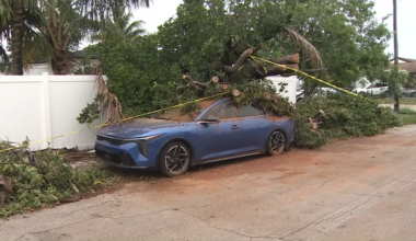 Car crushed by tree during storm in Hollywood; no injuries reported - WSVN 7News | Miami News, Weather, Sports