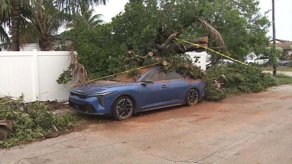Car crushed by tree during storm in Hollywood; no injuries reported - WSVN 7News | Miami News, Weather, Sports