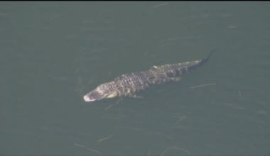 String of alligator attacks spark concerns in Central Florida; loved ones mourn Orlando woman killed in Seminole County - WSVN 7News | Miami News, Weather, Sports
