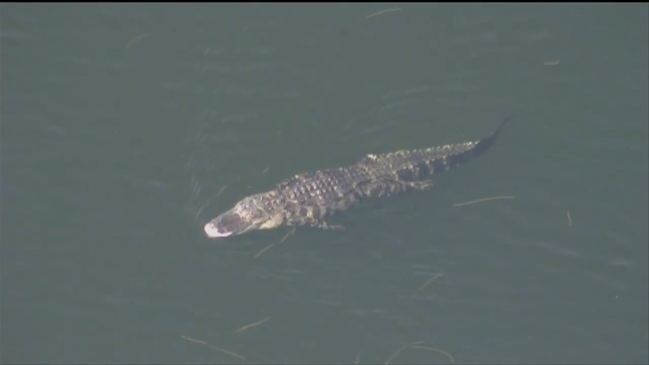 String of alligator attacks spark concerns in Central Florida; loved ones mourn Orlando woman killed in Seminole County - WSVN 7News | Miami News, Weather, Sports