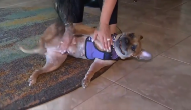 Dog found abandoned in Fort Lauderdale gains 19 pounds, stays active under care of medical foster in West Palm Beach - WSVN 7News | Miami News, Weather, Sports