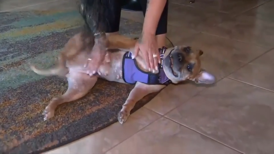 Dog found abandoned in Fort Lauderdale gains 19 pounds, stays active under care of medical foster in West Palm Beach - WSVN 7News | Miami News, Weather, Sports