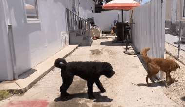 Miami-Dade man accused of slashing neighbor with machete during argument over dogs – NBC 6 South Florida