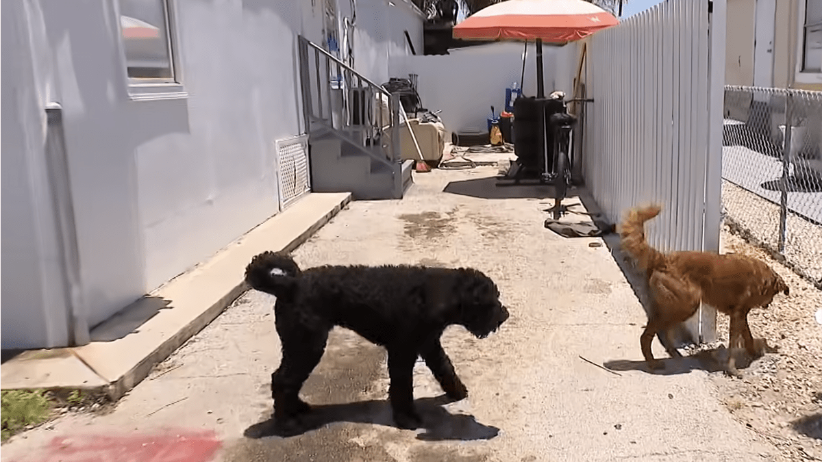 Miami-Dade man accused of slashing neighbor with machete during argument over dogs – NBC 6 South Florida