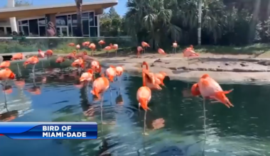 Miami-Dade names American flamingo as official county bird - WSVN 7News | Miami News, Weather, Sports
