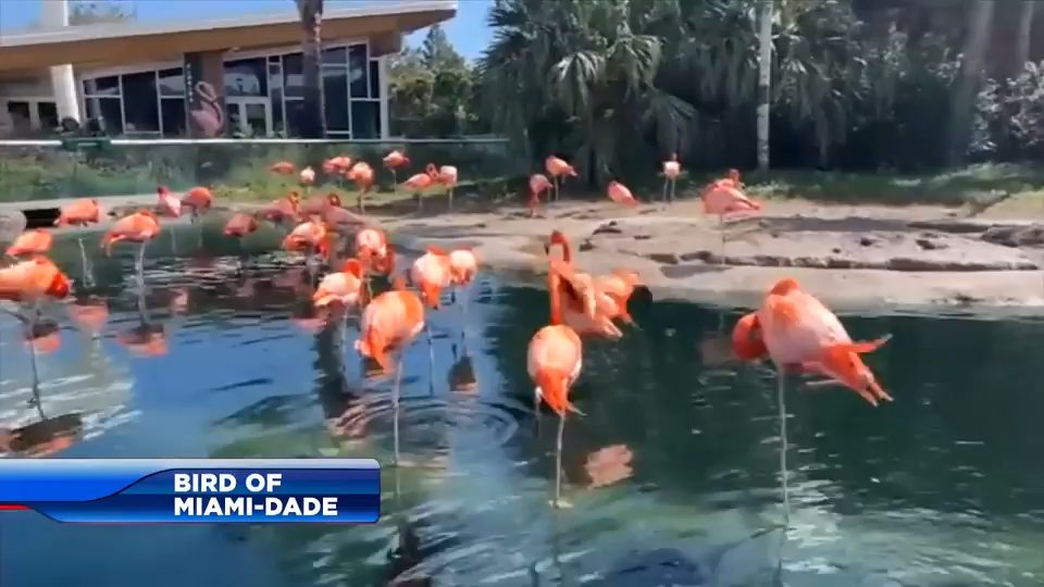 Miami-Dade names American flamingo as official county bird - WSVN 7News | Miami News, Weather, Sports
