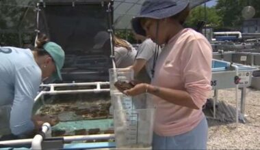 Florida researchers bring endangered elkhorn coral ashore to protect them - WSVN 7News | Miami News, Weather, Sports