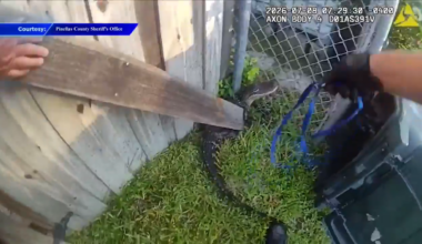 Pinellas County deputy handles his first-ever gator call near Tampa - WSVN 7News | Miami News, Weather, Sports