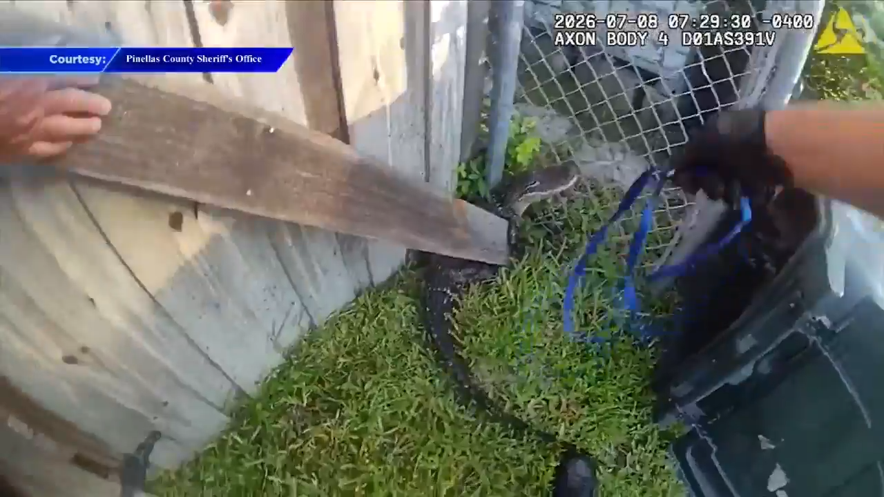 Pinellas County deputy handles his first-ever gator call near Tampa - WSVN 7News | Miami News, Weather, Sports