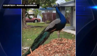 Fort Lauderdale neighborhood devastated after wild peacock that roamed the area died from cruel attack - WSVN 7News | Miami News, Weather, Sports