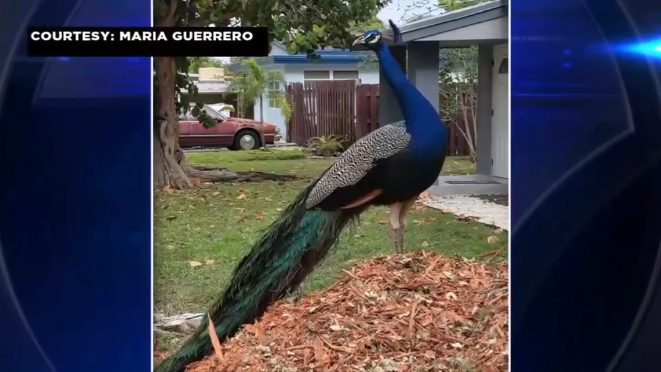 Fort Lauderdale neighborhood devastated after wild peacock that roamed the area died from cruel attack - WSVN 7News | Miami News, Weather, Sports