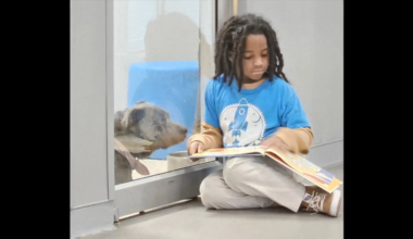 11-year-old boy reads to dogs waiting to be adopted at Jacksonville Humane Society - WSVN 7News | Miami News, Weather, Sports