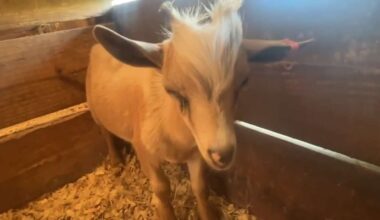 Rescued baby goat allegedly used in witchcraft at Miami rapper’s home starts fresh in Ocala - WSVN 7News | Miami News, Weather, Sports