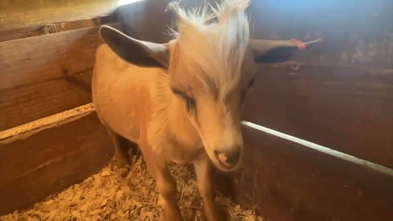 Rescued baby goat allegedly used in witchcraft at Miami rapper’s home starts fresh in Ocala - WSVN 7News | Miami News, Weather, Sports
